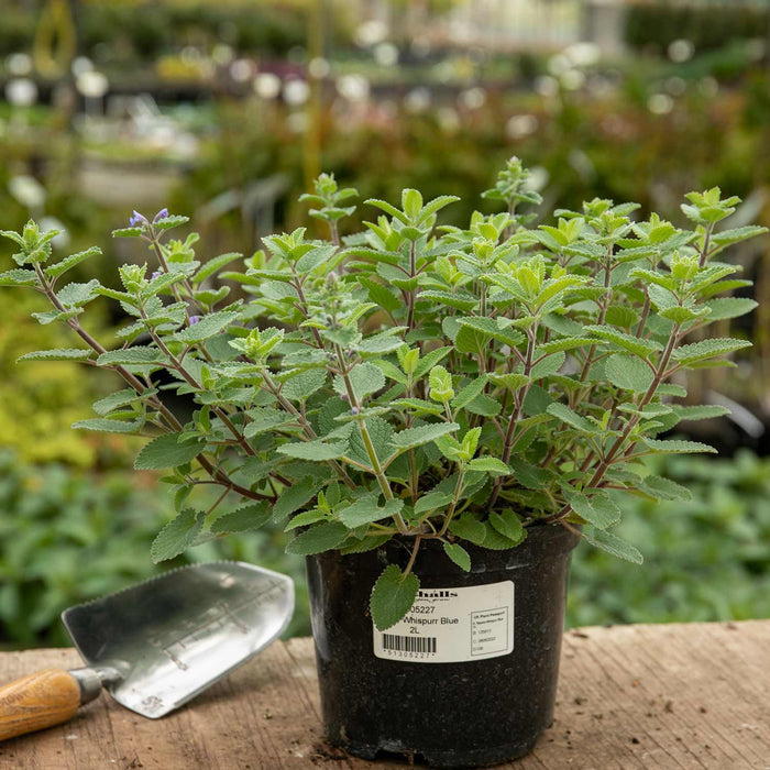 Nepeta 'Whispurr Blue'