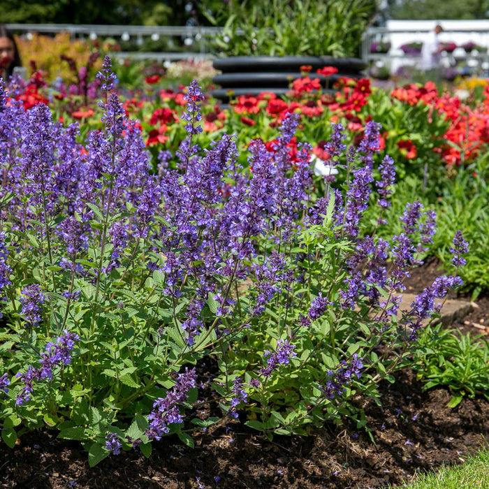 Nepeta 'Whispurr Blue'