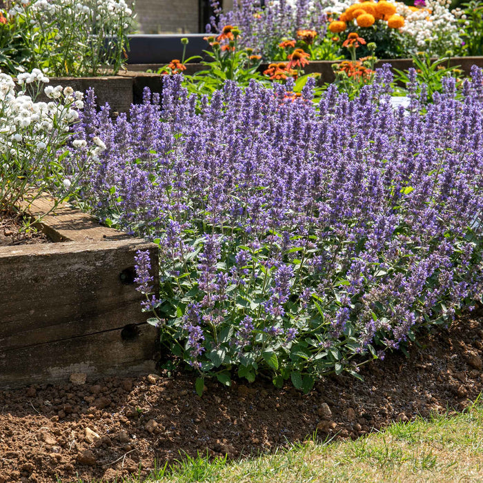 Nepeta 'Whispurr Blue'