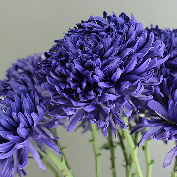 Northern Lights Purple TInted Football Mum Flowers
