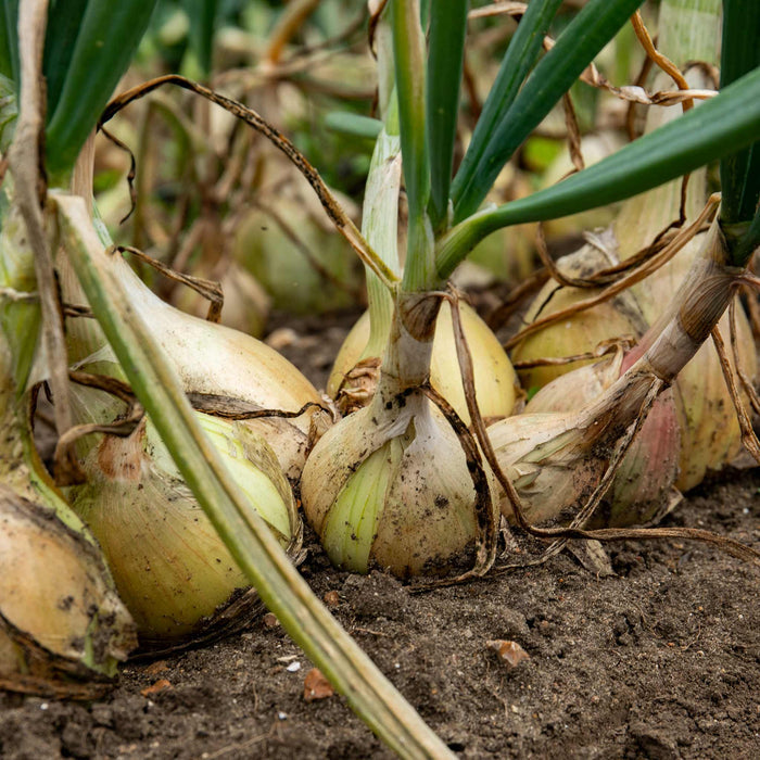 Onion 'Ailsa Craig'