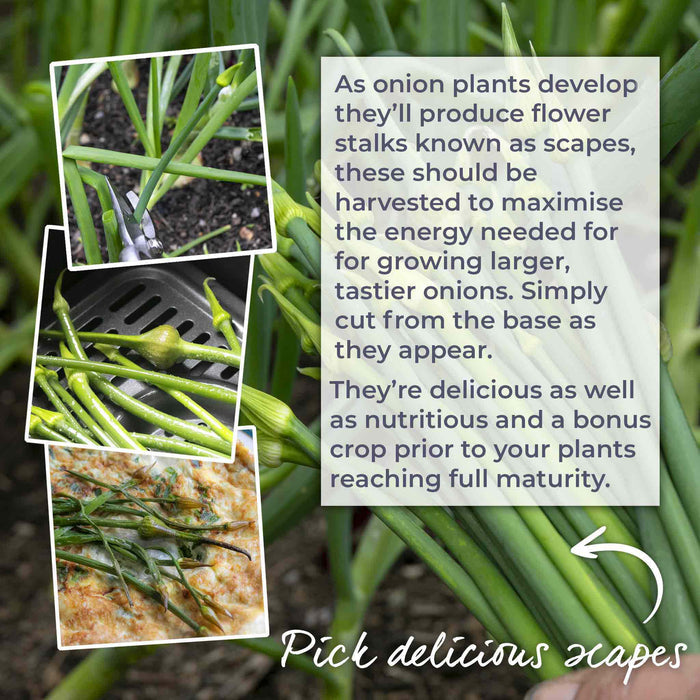 Onion 'Ailsa Craig'