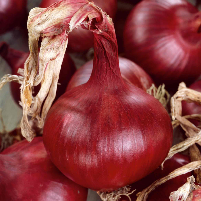 A cluster of large red onion bulbs with dry papery skins, showcasing their vibrant red color and considerable size.