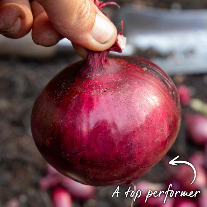 Close-up of a single fully grown red onion showing firm texture and deep red skin.