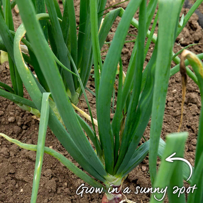 Onion 'Mammoth Red'