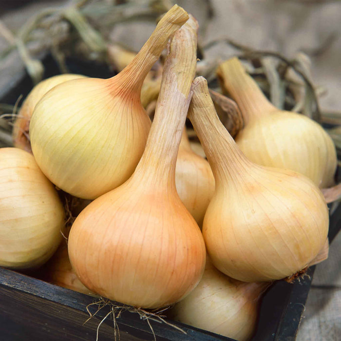 Onion 'Walla Walla'