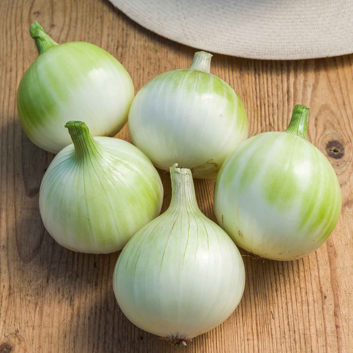Onion 'Walla Walla'