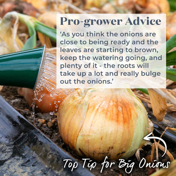 Onion 'Walla Walla'