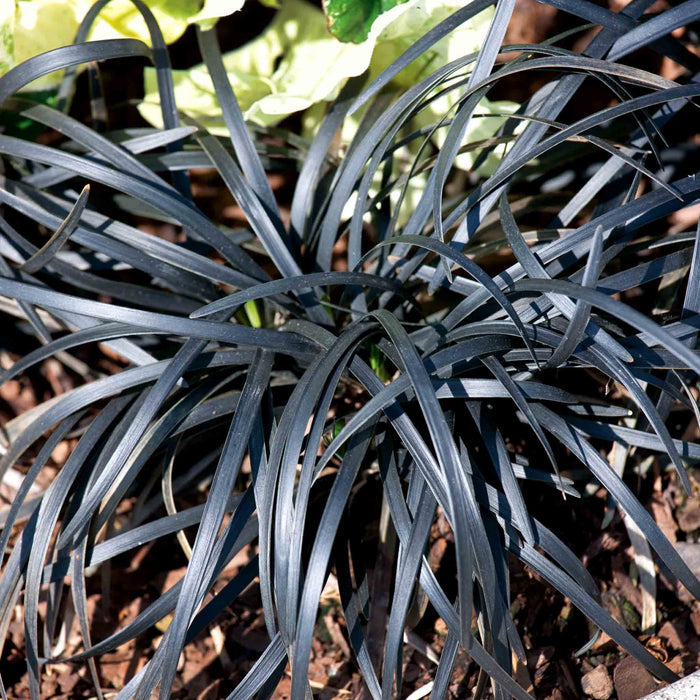 Ophiopogon 'Planiscapus Nigrescens'