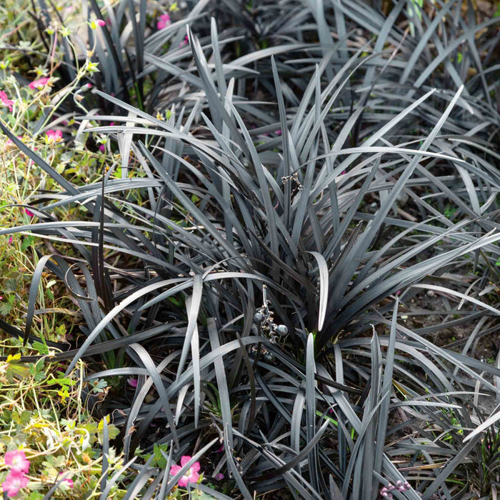 Ophiopogon 'Planiscapus Nigrescens'