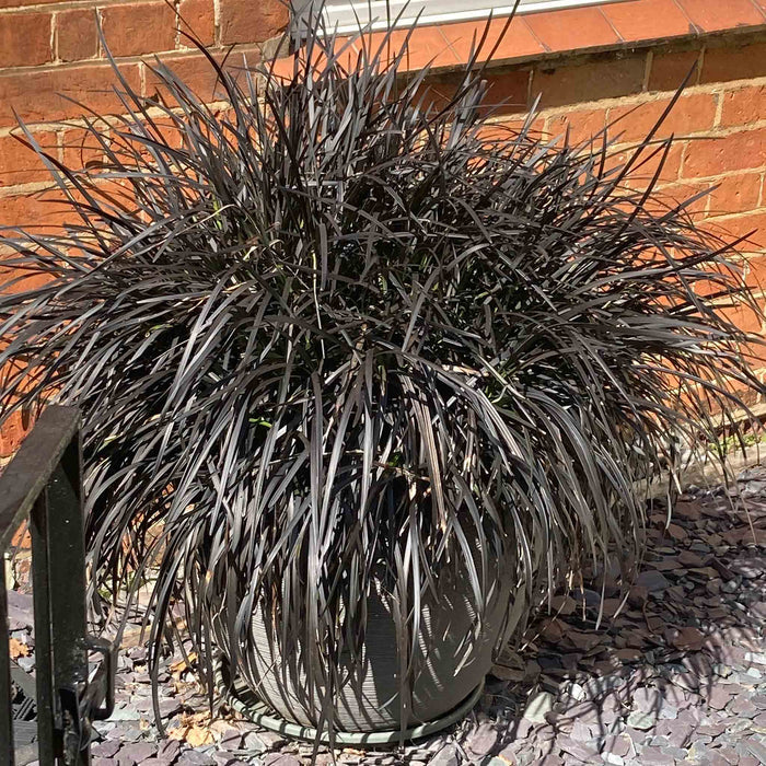 Ophiopogon 'Planiscapus Nigrescens'