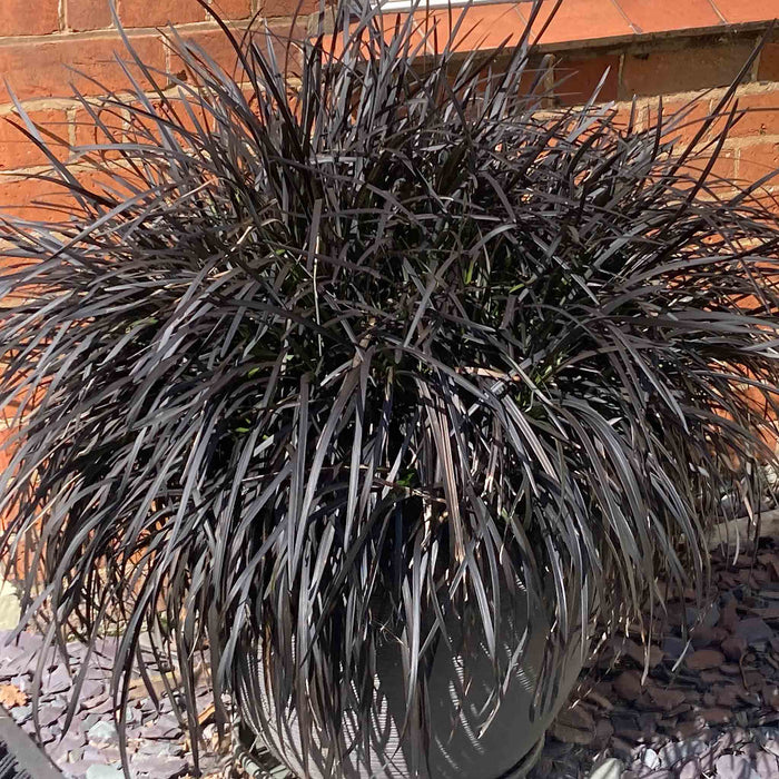 Ophiopogon 'Planiscapus Nigrescens'