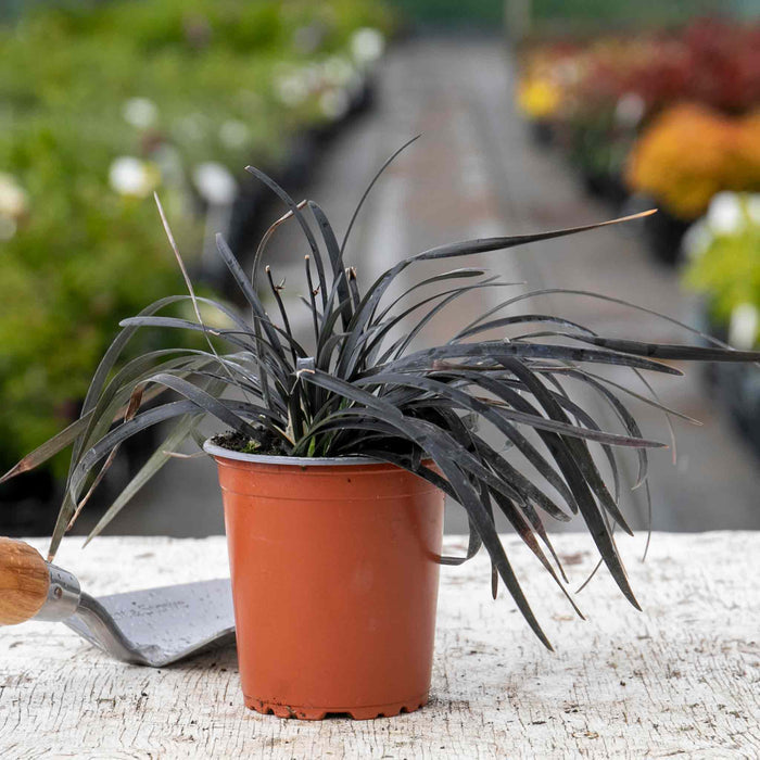 Ophiopogon 'Planiscapus Nigrescens'