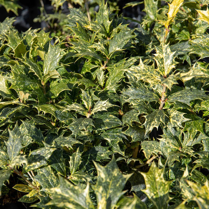 Osmanthus heterophyllus 'Goshiki'