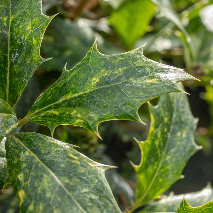 Osmanthus heterophyllus 'Goshiki'