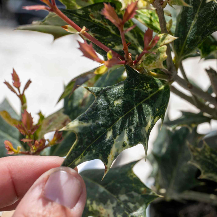 Osmanthus heterophyllus 'Goshiki'