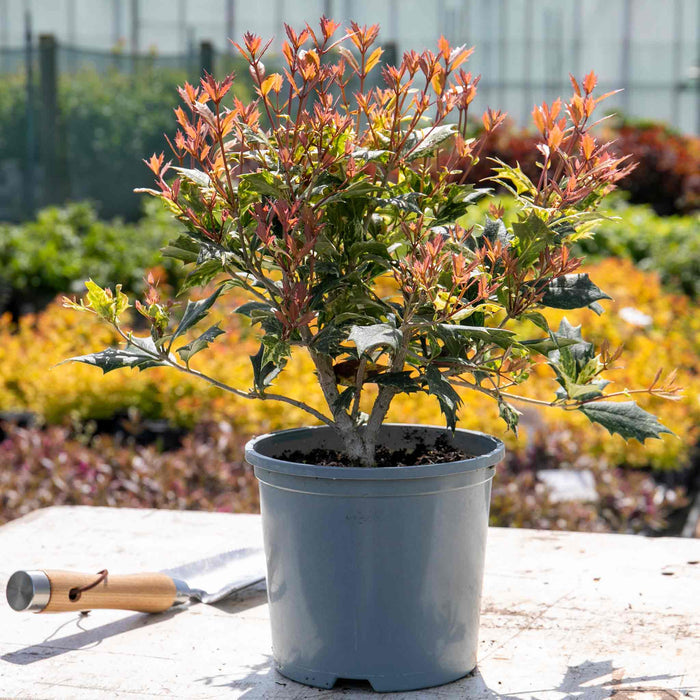 Osmanthus heterophyllus 'Goshiki'