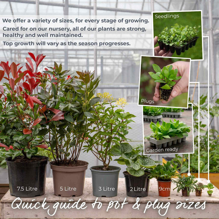 A white wooden table with pots and plants sat on it showing the different plant sizes available from Marshalls Garden.