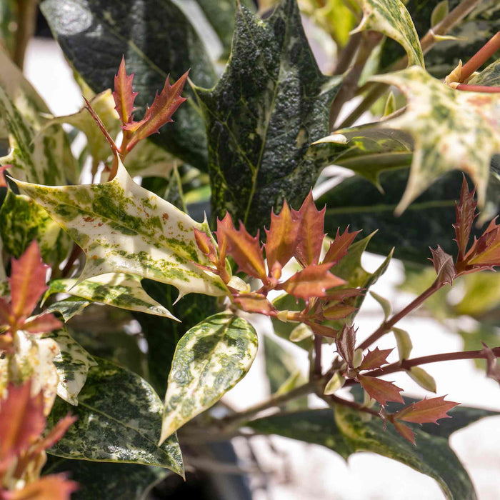 Osmanthus heterophyllus 'Goshiki'
