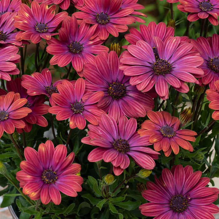 Osteospermum 'Dalina Purple Outback'
