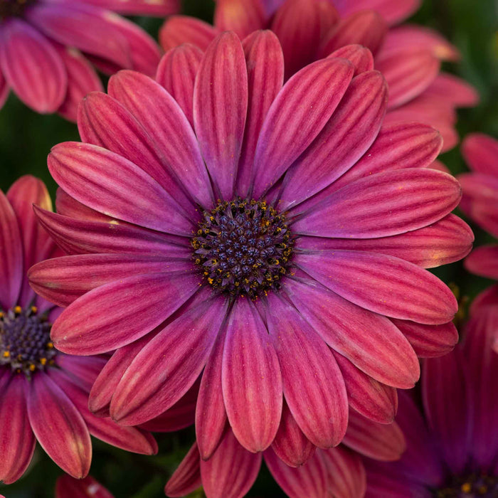 Osteospermum 'Dalina Purple Outback'