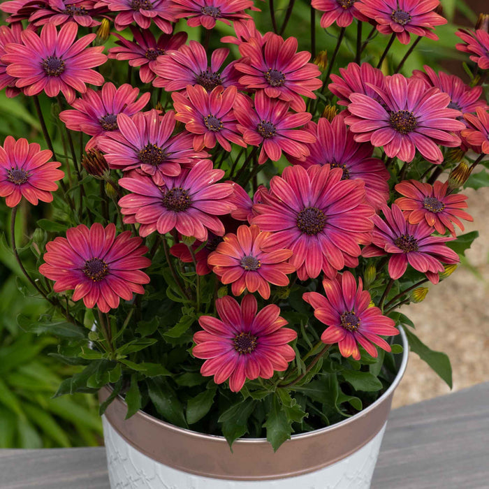 Osteospermum 'Dalina Purple Outback'