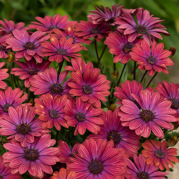 Osteospermum 'Dalina Purple Outback'