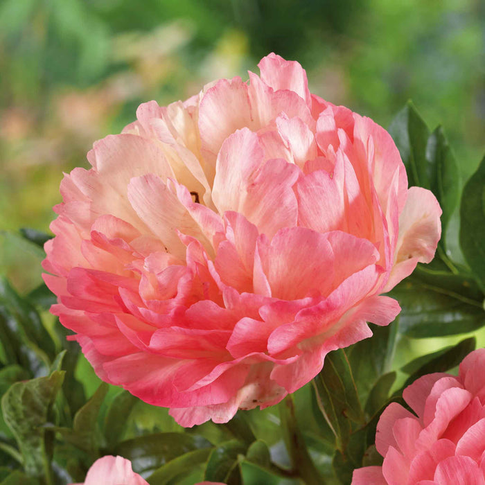 Paeonia 'Coral Sunset'