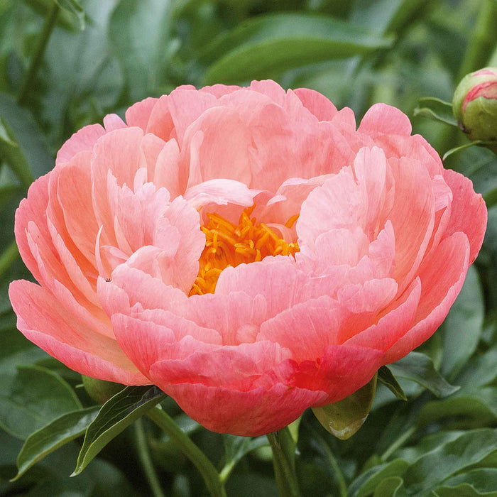 Paeonia 'Coral Sunset'