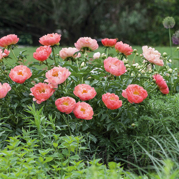 Paeonia 'Coral Sunset'