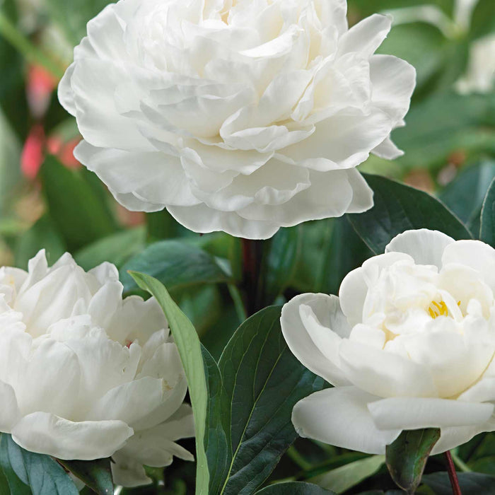 Paeonia 'Gardenia'