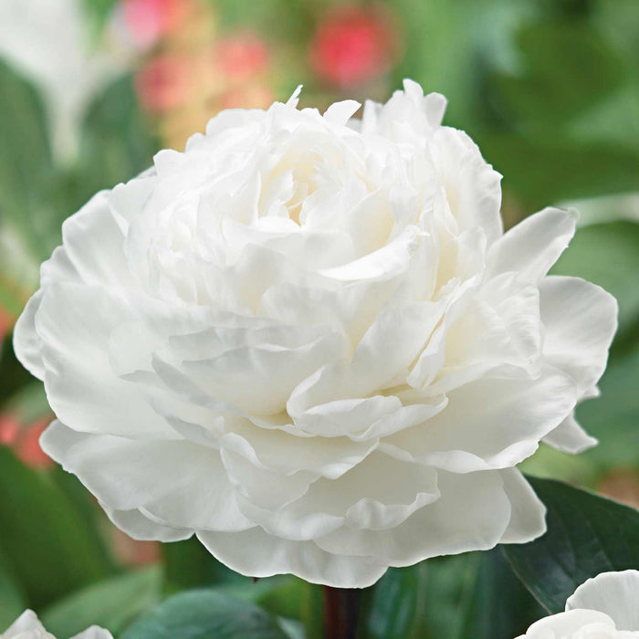 Paeonia 'Gardenia'