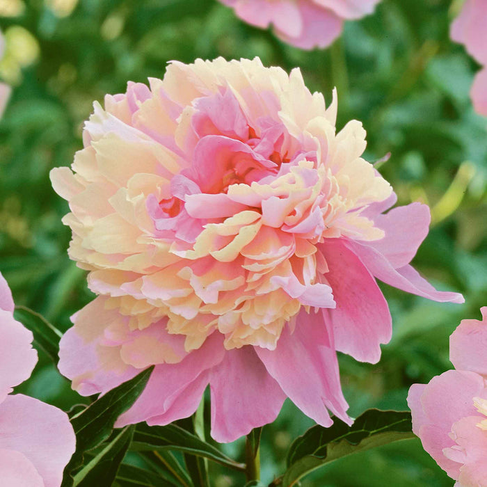 Paeonia 'Sorbet'