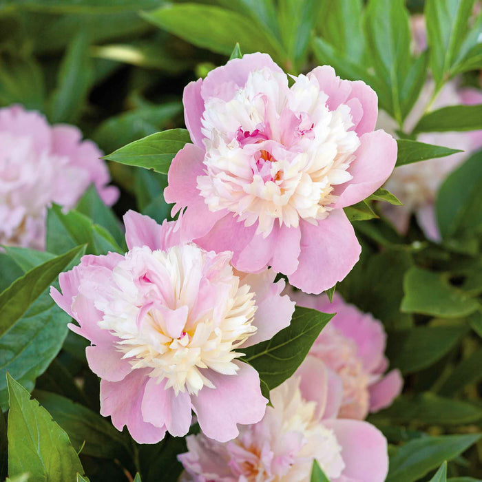 Paeonia 'Sorbet'