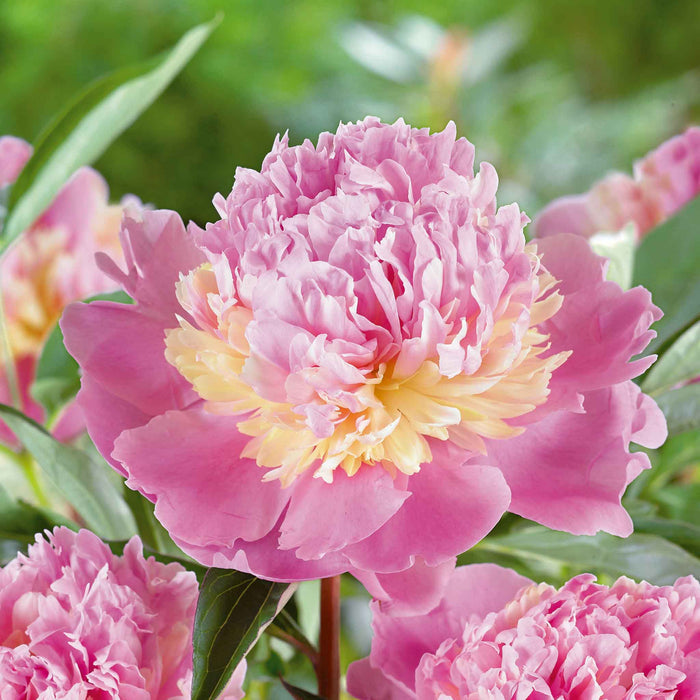 Paeonia 'Sorbet'