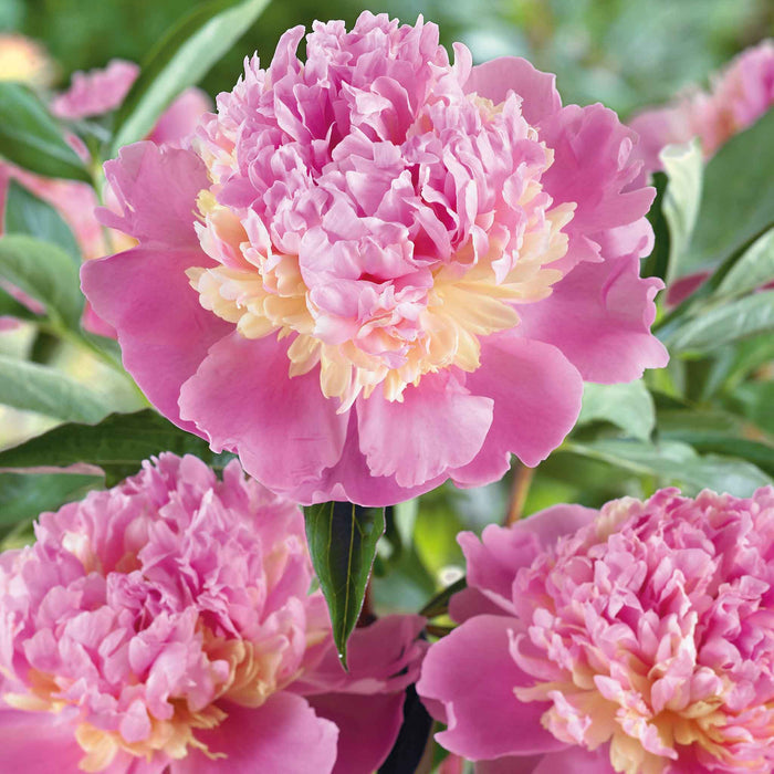 Paeonia 'Sorbet'