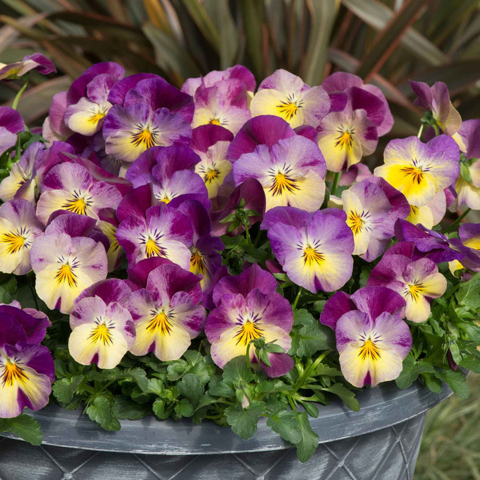 Pansy 'Cool Wave Raspberry Swirl'