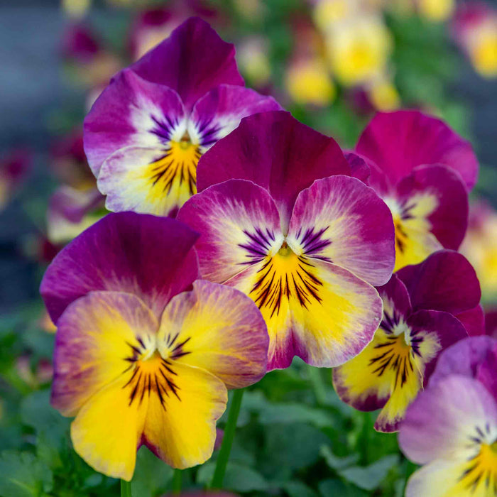 Pansy 'Cool Wave Raspberry Swirl'