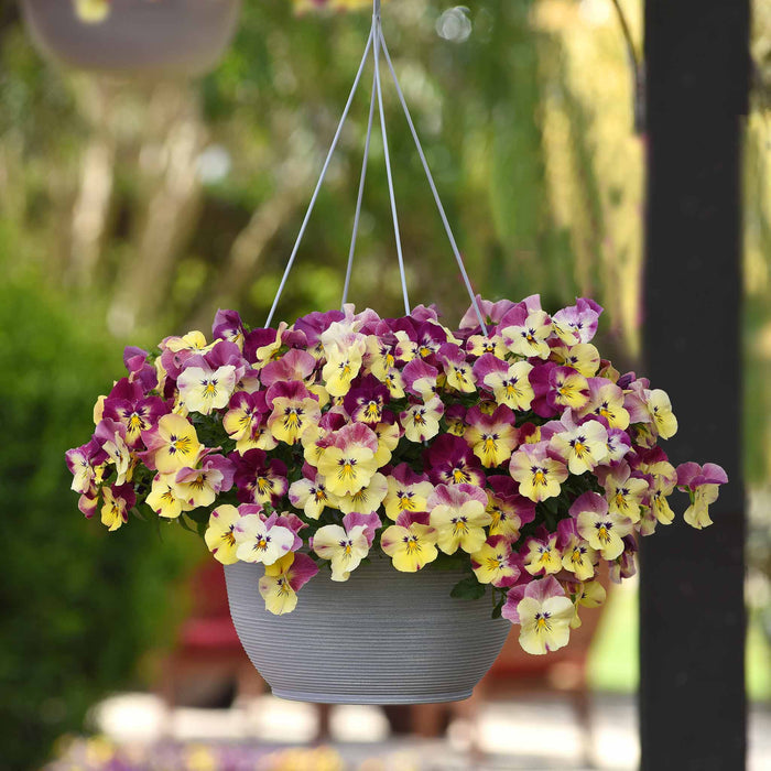 Pansy 'Cool Wave Raspberry Swirl'
