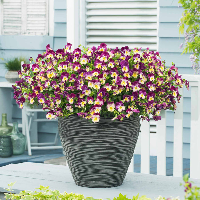 Pansy 'Cool Wave Raspberry Swirl'