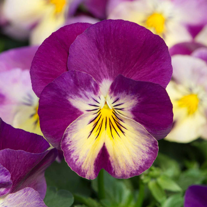 Pansy 'Cool Wave Raspberry Swirl'