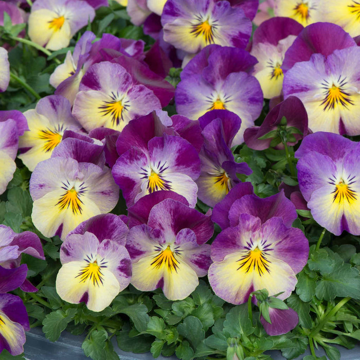 Pansy 'Cool Wave Raspberry Swirl'