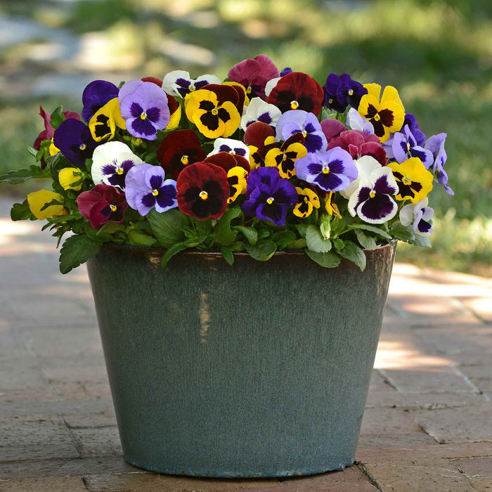 A large green planter filled with a dense cluster of colorful pansies, including purple, yellow, red, and white blooms with green leaves, set on a brick patio outdoors.