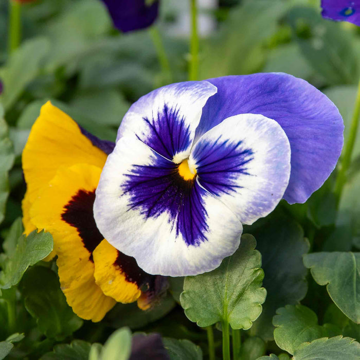Close-up of a purple and white pansy flower with green leaves.
