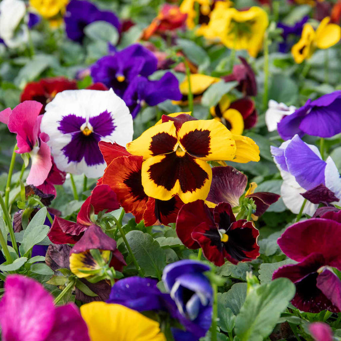 Multi-coloured pansies in a garden setting.