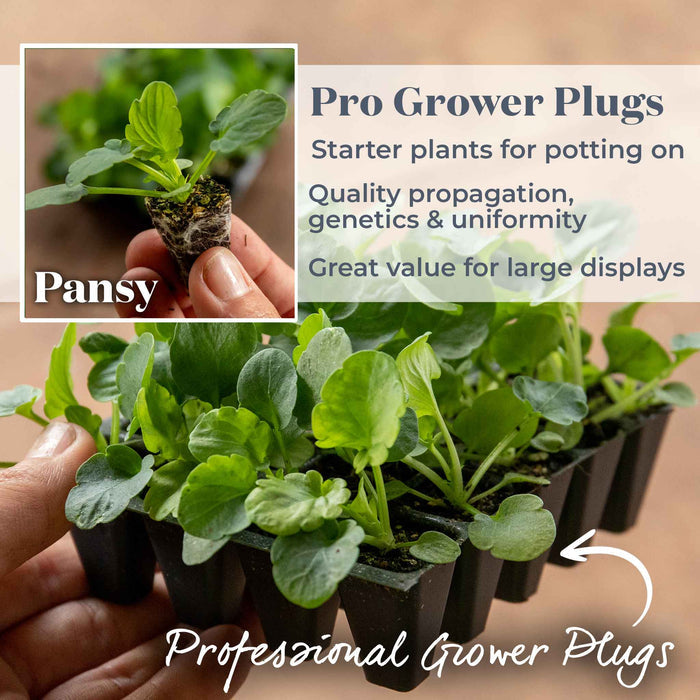 A hand holds a tray of 20 plug plants labeled 'Pansy' with text reading 'Professional Grower Plugs.' The image shows the product being sold as starter plants for potting, with a close-up inset of a single pansy plant and a tray of multiple plugs.