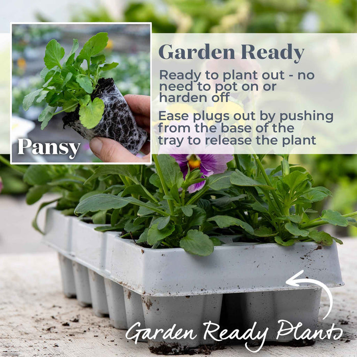 A tray of potted green pansy plants with a purple flower, shown outdoors on a stone surface. An inset shows a hand holding a small leafy plug plant labeled 'Pansy' with text reading 'Garden Ready' and 'Ease plugs out by pushing from the base of the tray to release the plant.