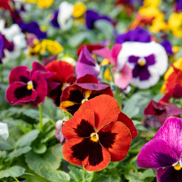 Colourful pansies in a garden setting with a close-up of a red and black flower.