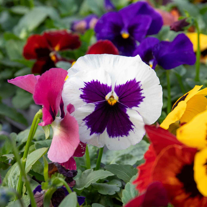 Colourful pansies with white, purple, pink, red, and yellow flowers.