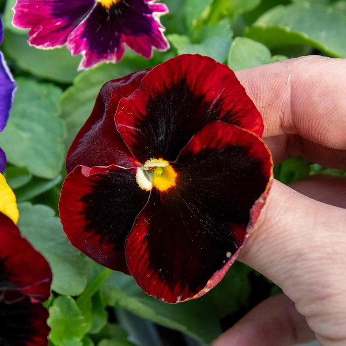 Close-up of a hand holding a red and black pansy flower with green leaves in the background.